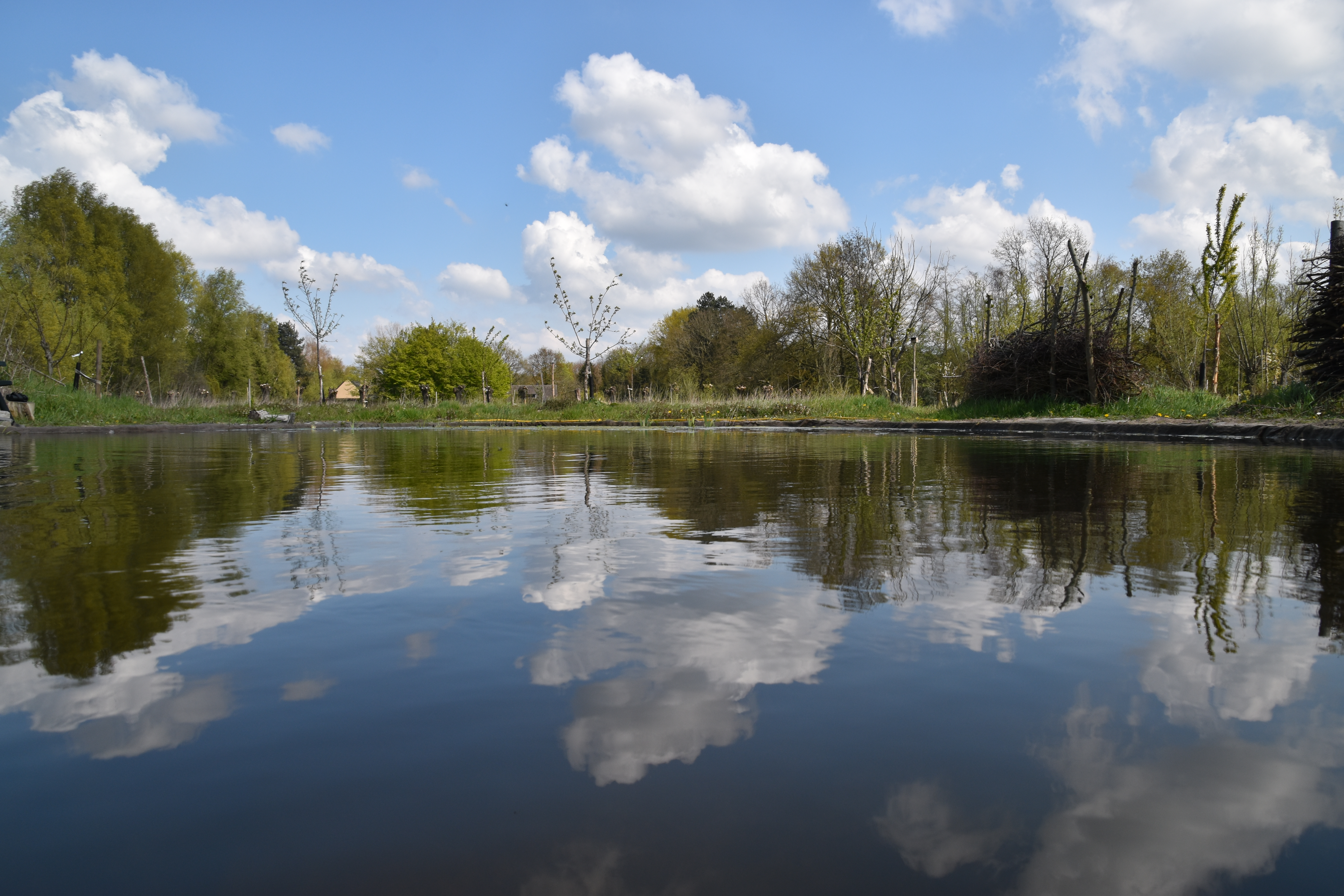 Vijver