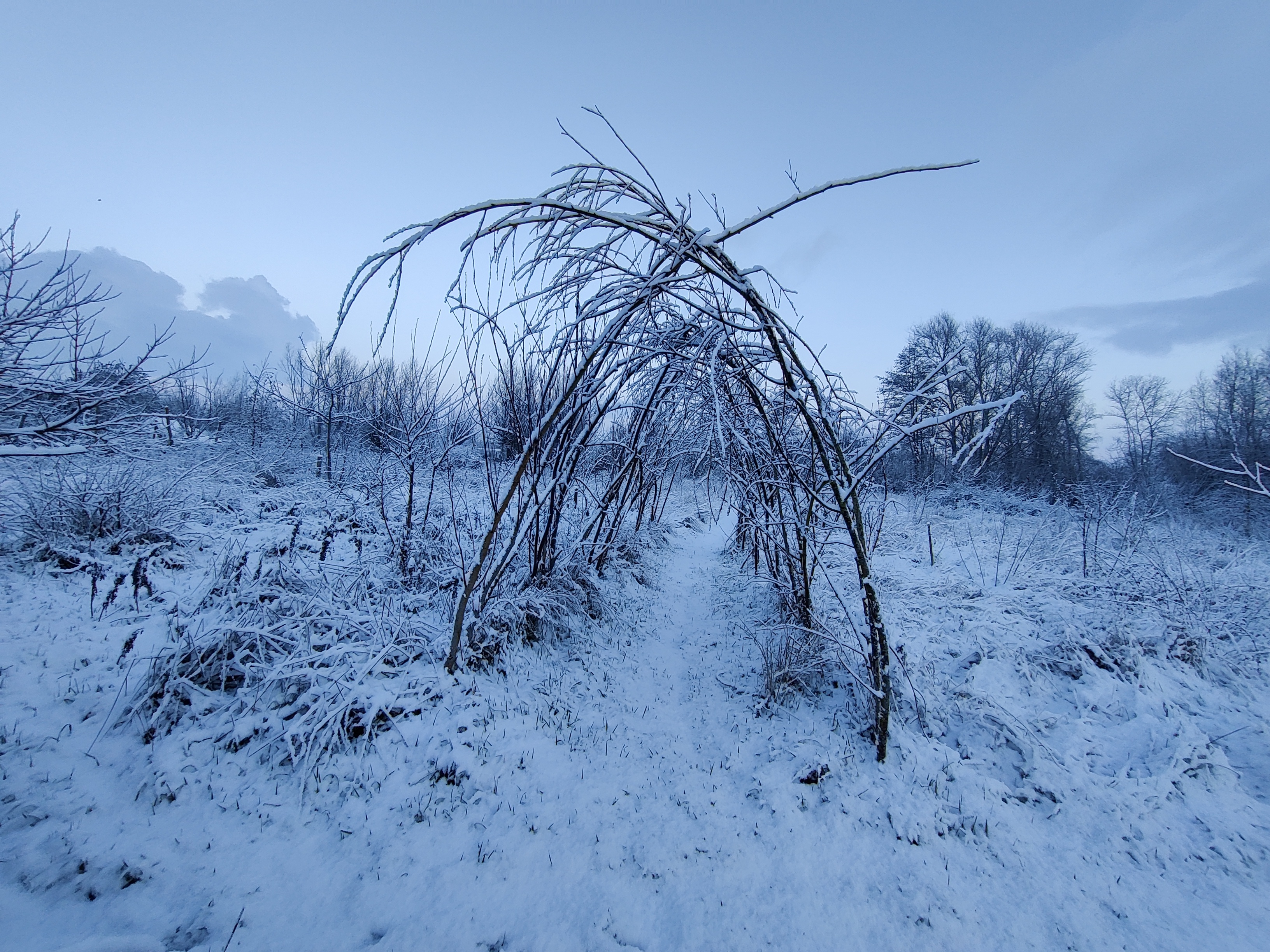 Voedselbos sneeuw