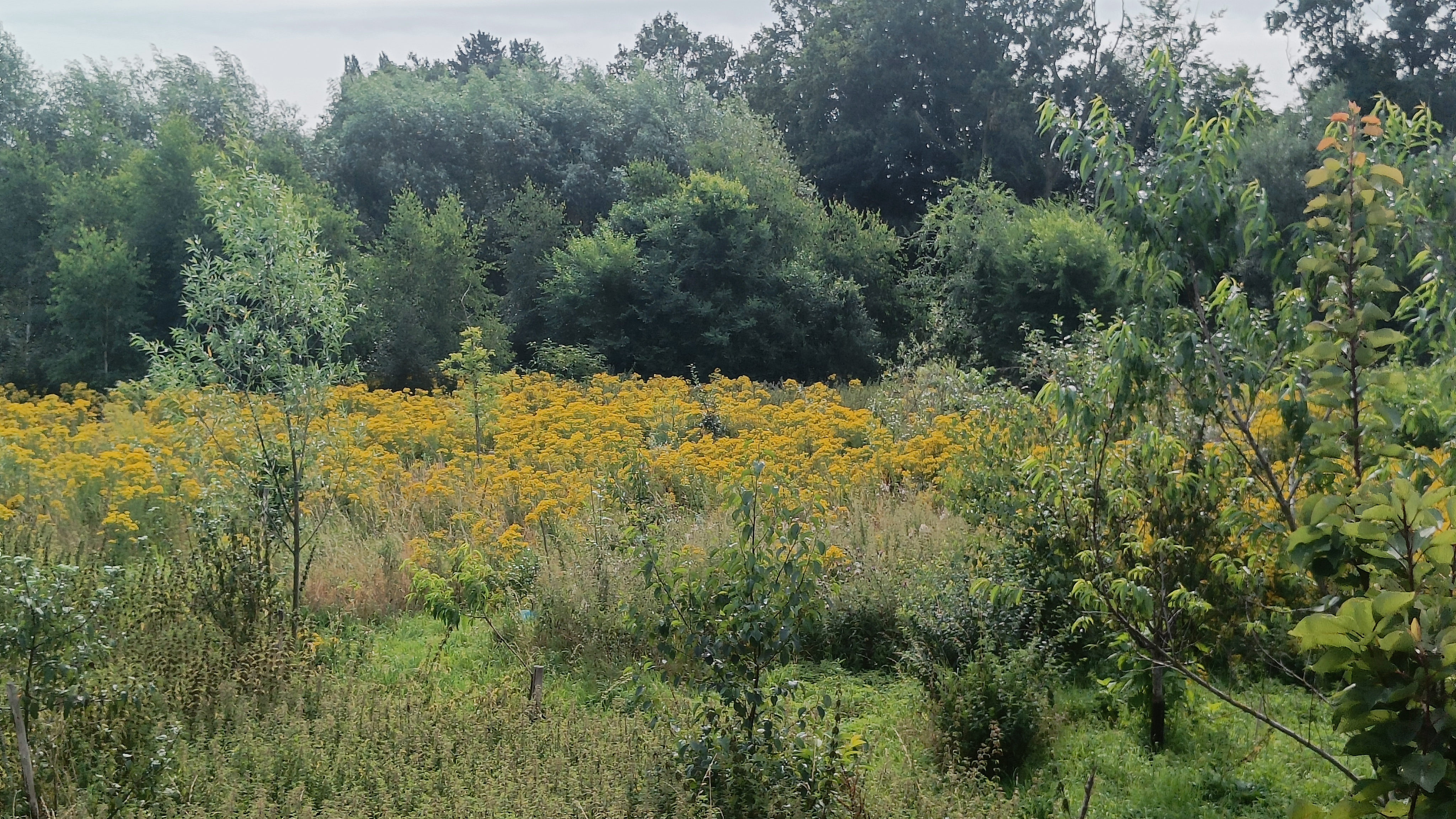 Voedselbos zomer